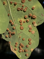 Neuroterus numismalis