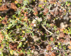 Eriogonum parvifolium