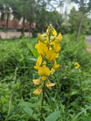 Crotalaria retusa
