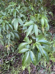 Melicope pteleifolia