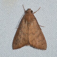 Anomis illita