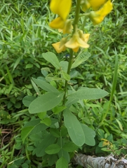 Crotalaria retusa