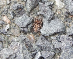 Arctosa perita