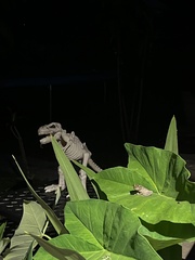 Osteopilus septentrionalis