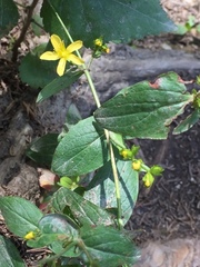 Hypericum montanum