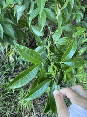 Melicope pteleifolia