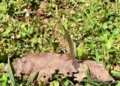 Junonia atlites atlites