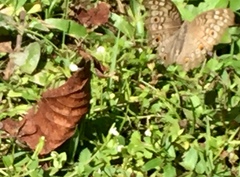 Junonia atlites atlites