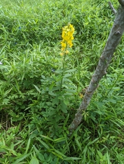 Crotalaria retusa