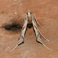 Lineodes