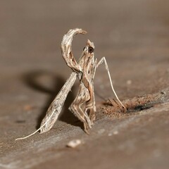 Lineodes