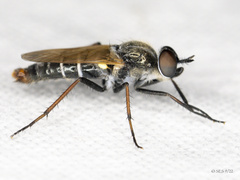 Ozodiceromyia