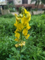 Crotalaria retusa