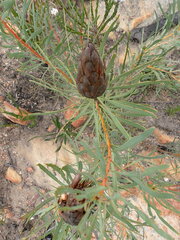 Protea repens