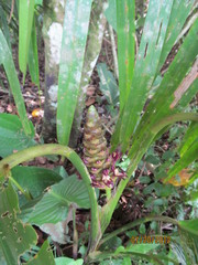 Goeppertia latifolia