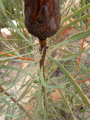 Protea repens