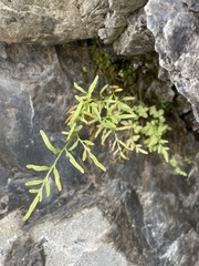Cryptogramma stelleri image
