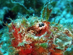 Scorpaenidae