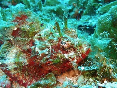 Scorpaenidae