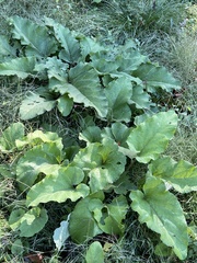 Arctium lappa