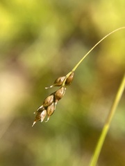 Carex capillaris