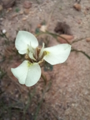 Moraea tricuspidata
