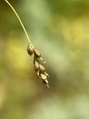 Carex capillaris