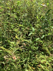 Aeschynomene americana