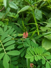 Indigofera hendecaphylla