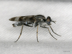 Ozodiceromyia