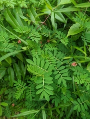 Indigofera hendecaphylla