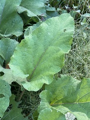 Arctium lappa