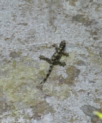 Gekko horsfieldii