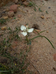 Moraea tricuspidata