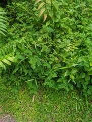 Indigofera hendecaphylla