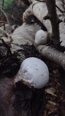 Fomitopsis betulina