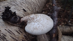 Fomitopsis betulina