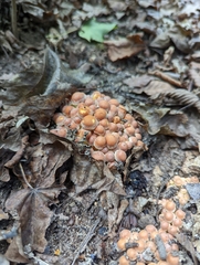 Fungi