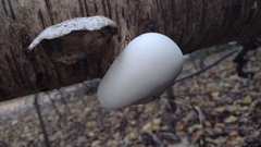 Fomitopsis betulina