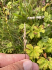 Danthonia intermedia