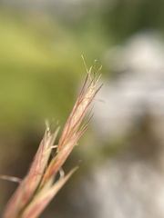 Danthonia intermedia