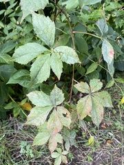 Parthenocissus