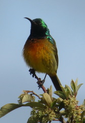 Anthobaphes violacea