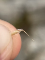 Danthonia intermedia