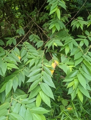 Muntingia calabura