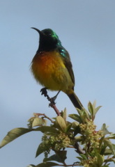 Anthobaphes violacea