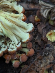 Fungi