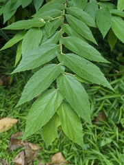 Muntingia calabura