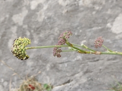 Cyathoselinum tomentosum