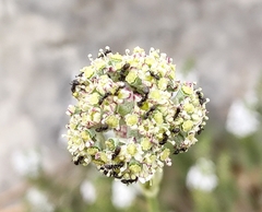 Cyathoselinum tomentosum